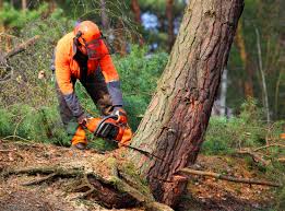 How Our Tree Care Process Works  in  Wales, WI